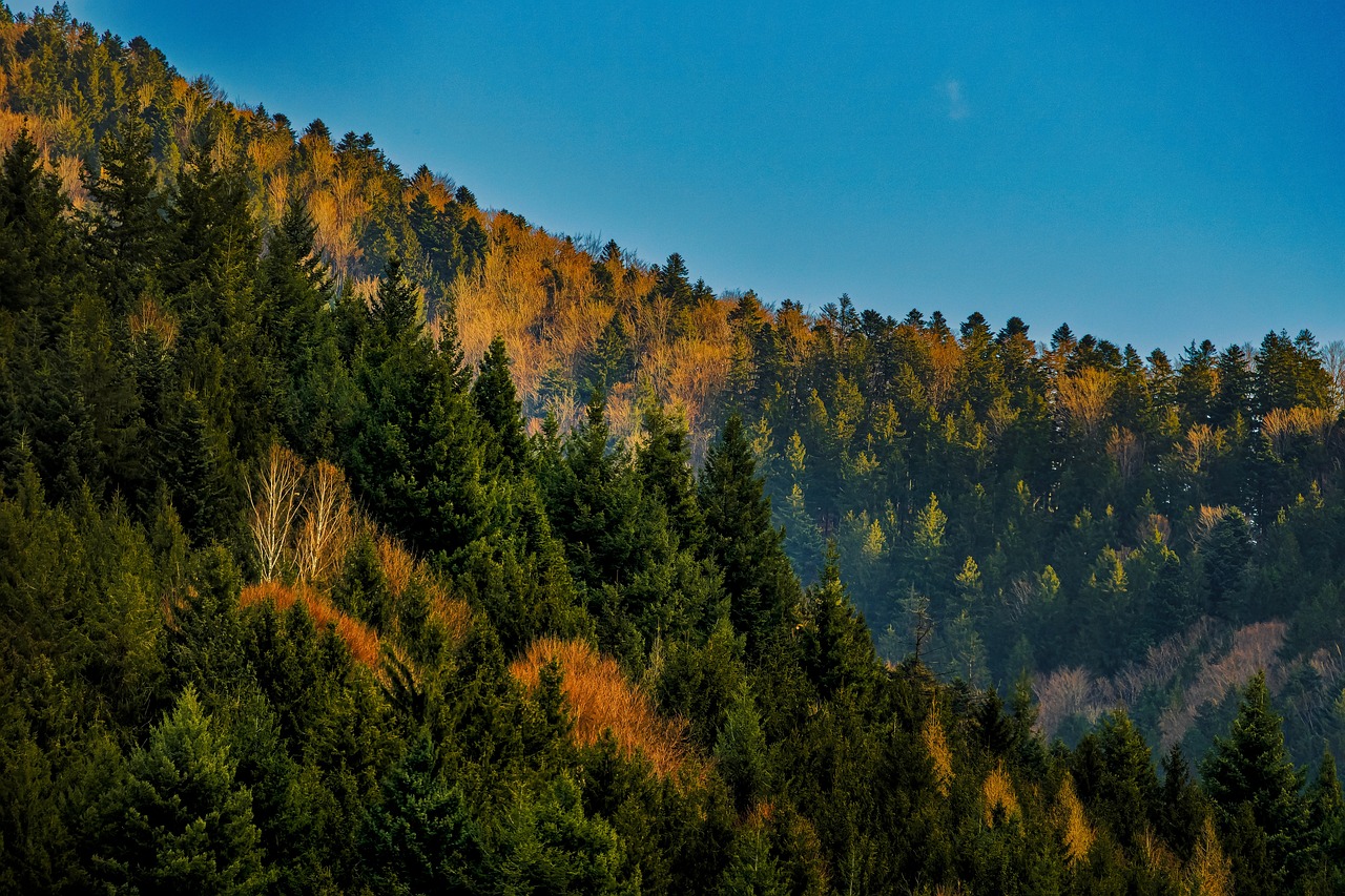 Reviving the Earth's Lungs: The Importance of Forest Conservation